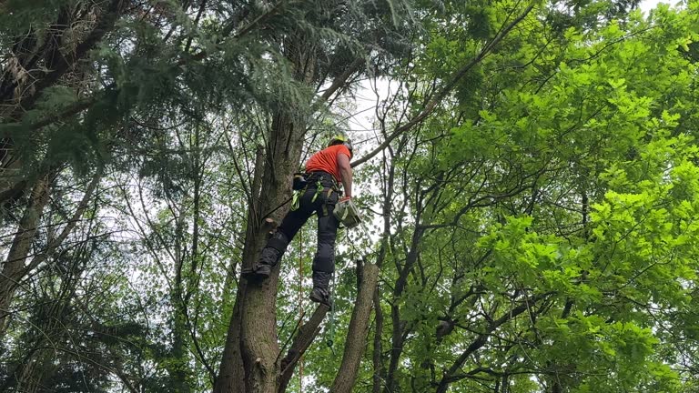 Best Tree Maintenance Programs  in Appalachia, VA